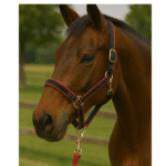 Horse Polypropylene Halter – Adjustable Lightweight Webbing - Image 2